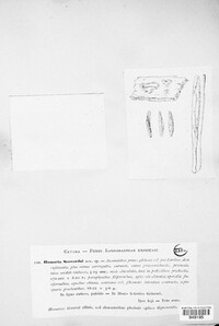 Image of Aleuria saccardoi
